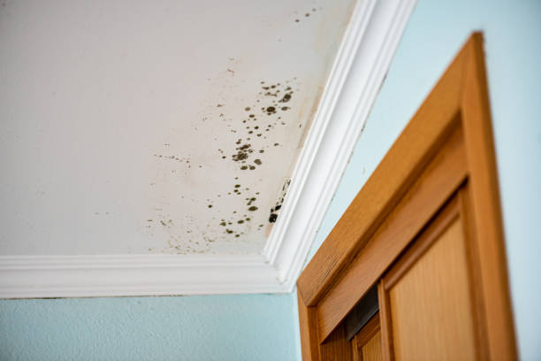 Best Mold Removal Company Near Me  in Manchester, NH