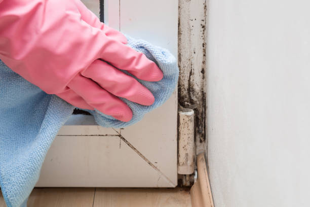 Best Home Mold Removal  in Manchester, NH